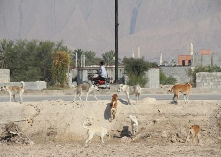 سایه ترس سگ‌های ولگرد بر سر شهروندان