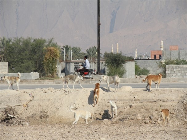 سایه ترس سگهای ولگرد بر سر شهروندان