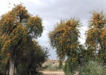 درخت انار شیطان در بستک به گُل نشست