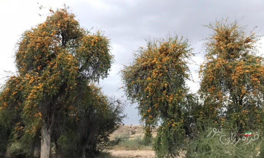 درخت انار شیطان در بستک به گُل نشست