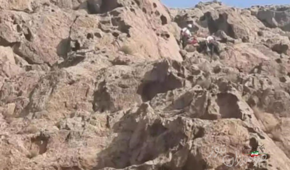 عسل ، دامی برای شهروند هرنگی شد