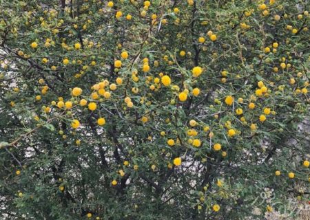  تِج در بستک به گُل نشست