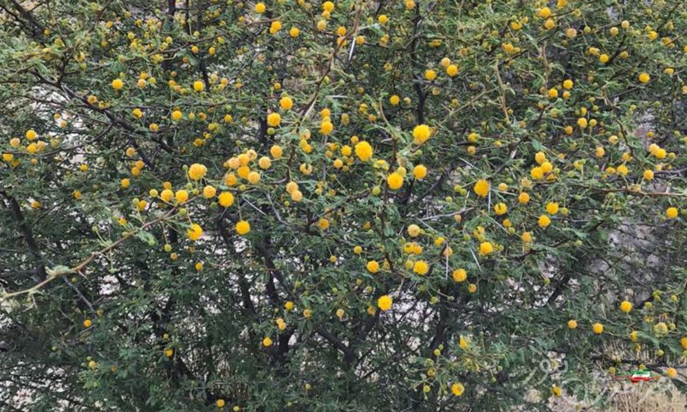  تِج در بستک به گُل نشست