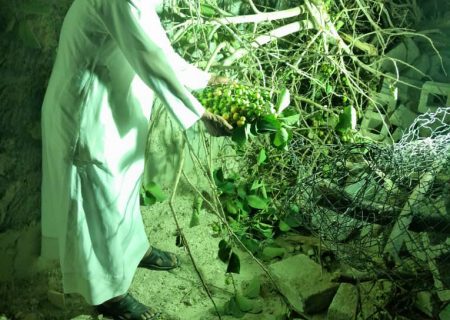 درختان مثمر ۱۵ ساله قربانی غرض