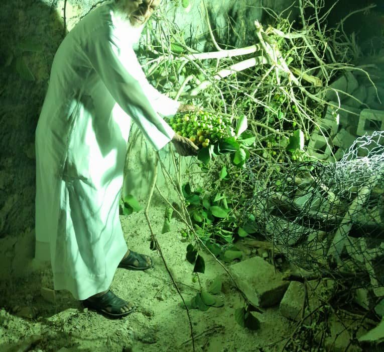 درختان مثمر ۱۵ ساله قربانی غرض