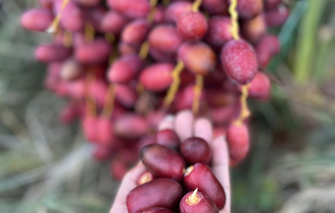 آغاز برداشت رطب در بستک