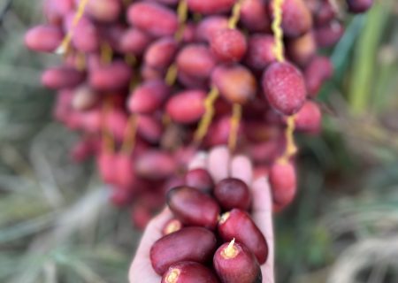 آغاز برداشت رطب در بستک