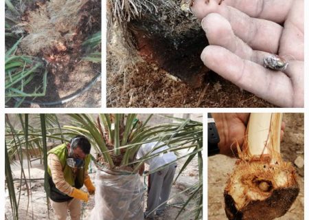 زنگ خطر برای نخلستان های شهرستان بستک / جابجایی هرگونه پاجوش نخل، بدون مجوز از جهاد کشاورزی ممنوع است