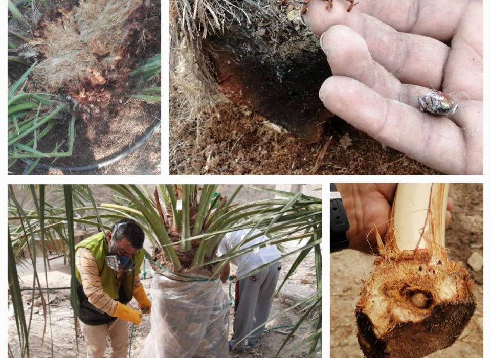 زنگ خطر برای نخلستان های شهرستان بستک / جابجایی هرگونه پاجوش نخل، بدون مجوز از جهاد کشاورزی ممنوع است