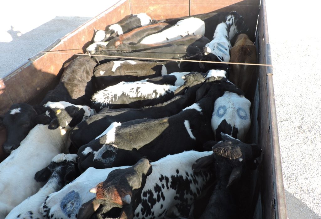 گوساله های قاچاق در بستک زمین گیر شدند/ قاچاق دام زنده در شرایط گرانی گوشت در کشور، معظلی جدید برای کشور