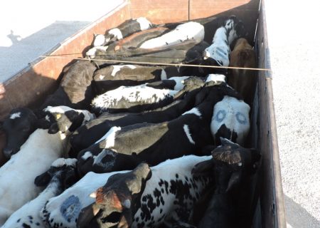 گوساله های قاچاق در بستک زمین گیر شدند/ قاچاق دام زنده در شرایط گرانی گوشت در کشور، معظلی جدید برای کشور