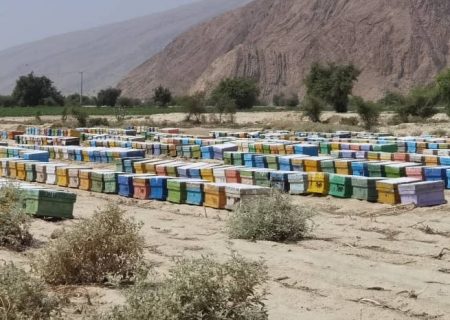 برداشت عسل در شهرستان بستک آغاز شد