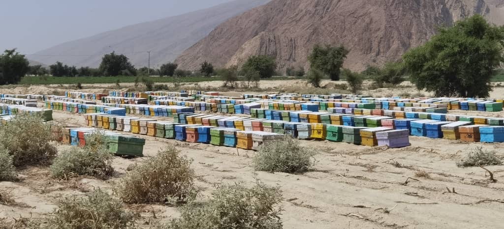 برداشت عسل در شهرستان بستک آغاز شد