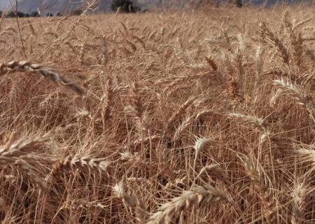 آغاز کشت گندم در شهرستان بستک