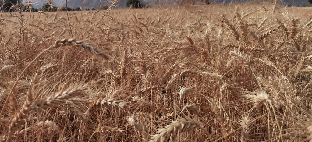 آغاز کشت گندم در شهرستان بستک