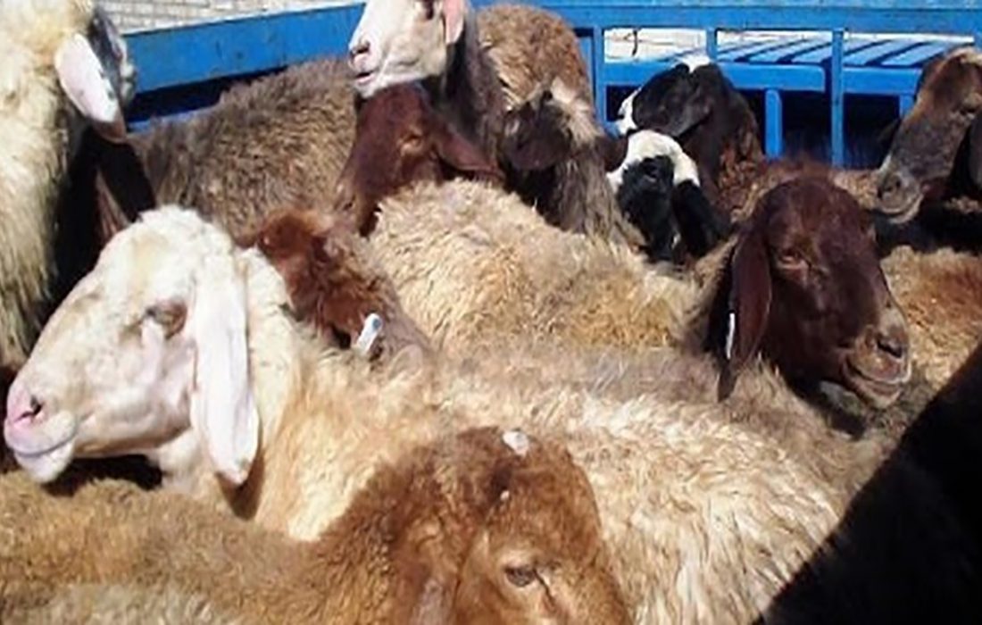 احشام قاچاق به مقصد نرسیدند