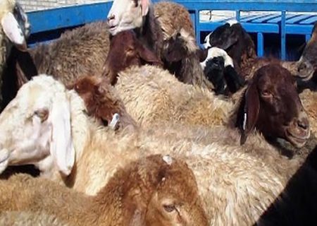 احشام قاچاق به مقصد نرسیدند