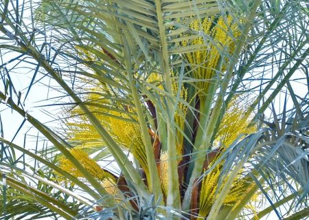 مدیر جهاد کشاورزی بستک از آغاز گرده افشانی نخیلات در این شهرستان خبر داد