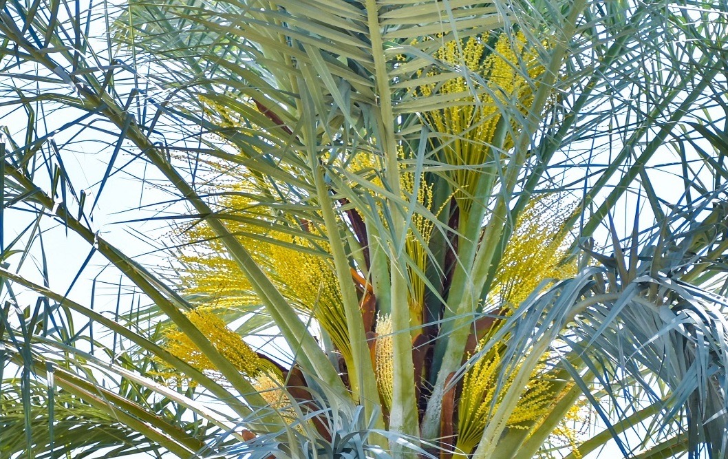 مدیر جهاد کشاورزی بستک از آغاز گرده افشانی نخیلات در این شهرستان خبر داد