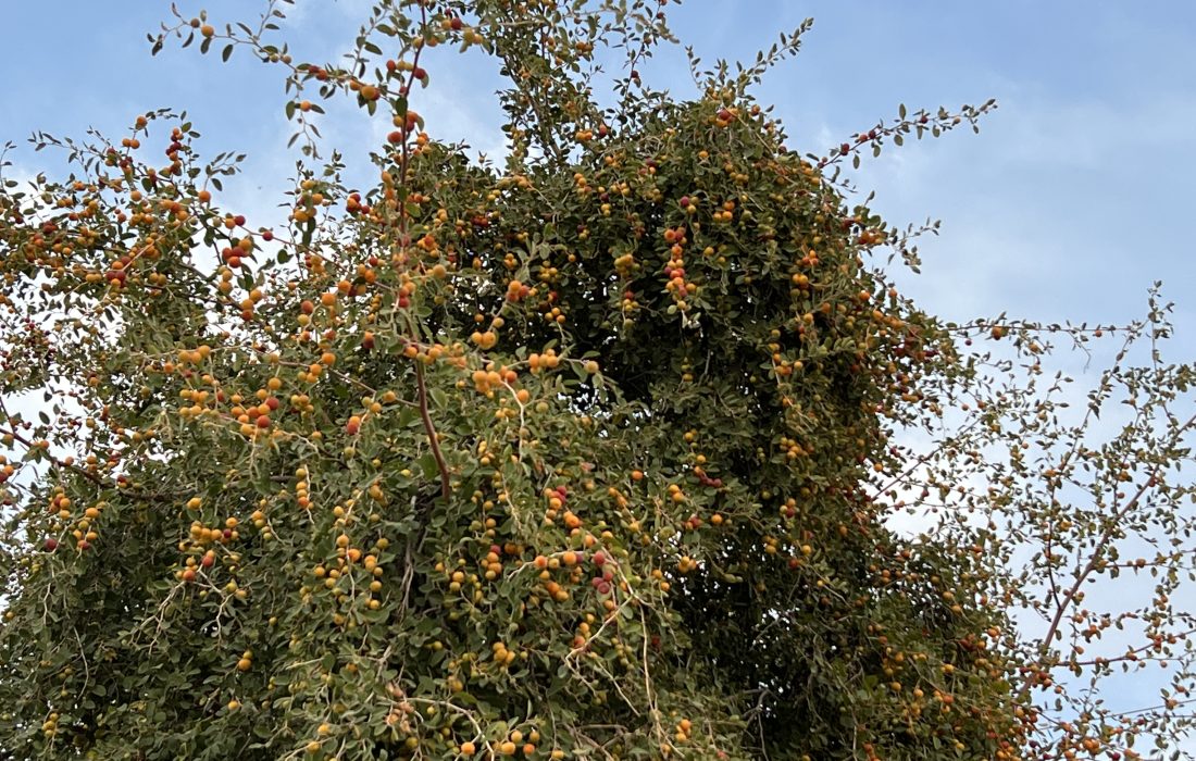 مدیر جهاد کشاورزی شهرستان بستک از آغاز برداشت میوه گرمسیری کنار در سطح ۳۰ هکتار از باغات این شهرستان خبر داد