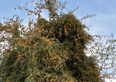 مدیر جهاد کشاورزی شهرستان بستک از آغاز برداشت میوه گرمسیری کنار در سطح ۳۰ هکتار از باغات این شهرستان خبر داد