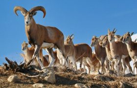 دستگیری دو نفر متخلف شکار و صید غیر مجاز ۲ راس کل وحشی در شهرستان بستک