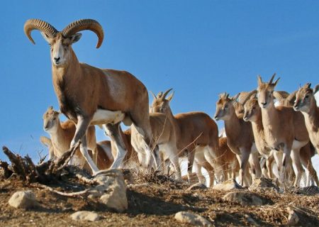 دستگیری دو نفر متخلف شکار و صید غیر مجاز ۲ راس کل وحشی در شهرستان بستک