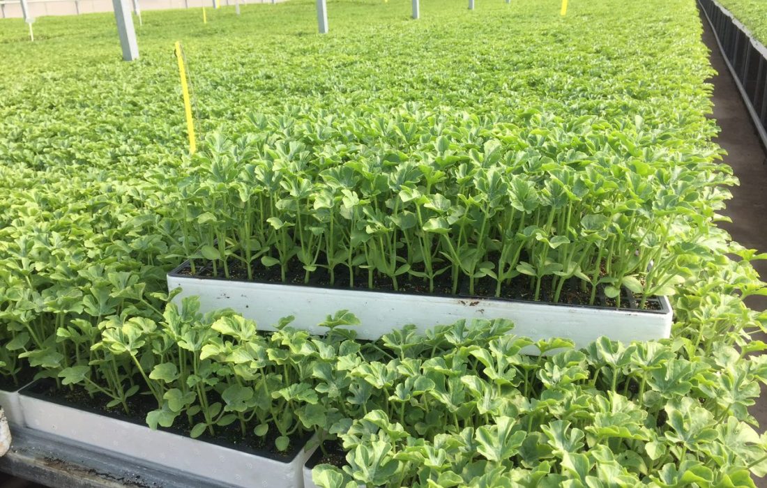 تولید نشاء، راهی برای مقابله با کم‌آبی و افزایش بهره‌وری