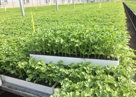 تولید نشاء، راهی برای مقابله با کم‌آبی و افزایش بهره‌وری