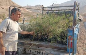 اجرای طرح توسعه پیاده‌راه سلامت بستک با کاشت نهال و احداث دیوار حفاظتی