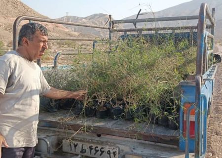 اجرای طرح توسعه پیاده‌راه سلامت بستک با کاشت نهال و احداث دیوار حفاظتی