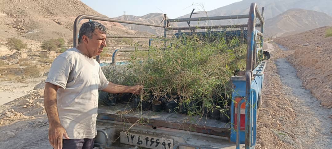 اجرای طرح توسعه پیادهراه سلامت بستک با کاشت نهال و احداث دیوار حفاظتی