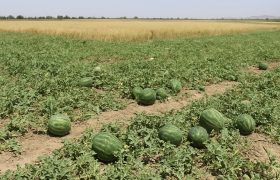 هشدار فرماندار جاسک درباره بحران آب و ممنوعیت کشت صیفی،بستک بی اعتنا به دستورالعمل های ملی