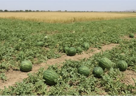 هشدار فرماندار جاسک درباره بحران آب و ممنوعیت کشت صیفی،بستک بی اعتنا به دستورالعمل های ملی