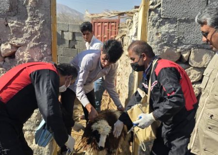 اجرای طرح جهادی واکسیناسیون و ضدعفونی دام‌ها در نخل خین به مناسبت هفته بسیج