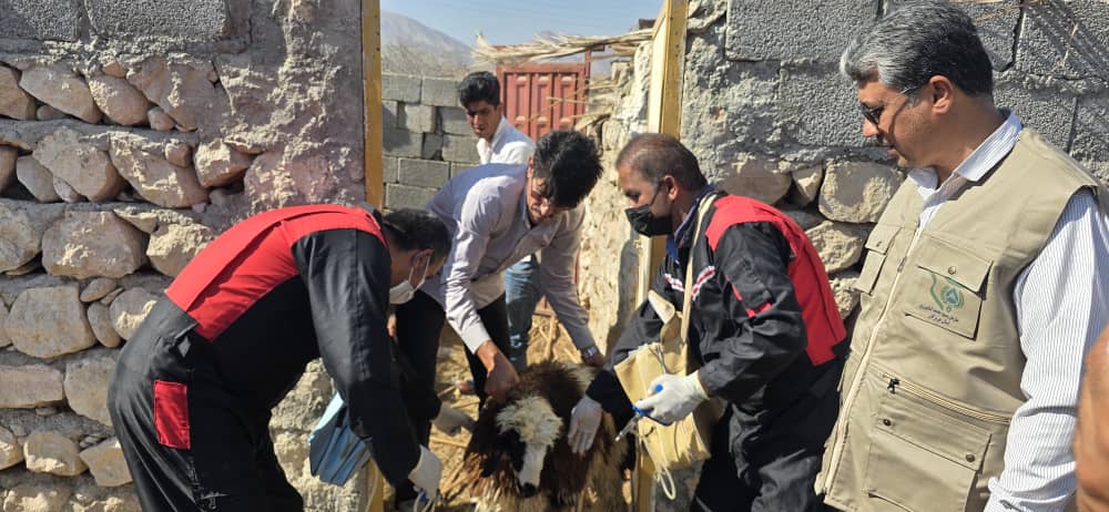 اجرای طرح جهادی واکسیناسیون و ضدعفونی دام‌ها در نخل خین به مناسبت هفته بسیج