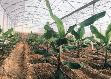 بستک به جمع تولیدکنندگان موز کشور خواهد پیوست