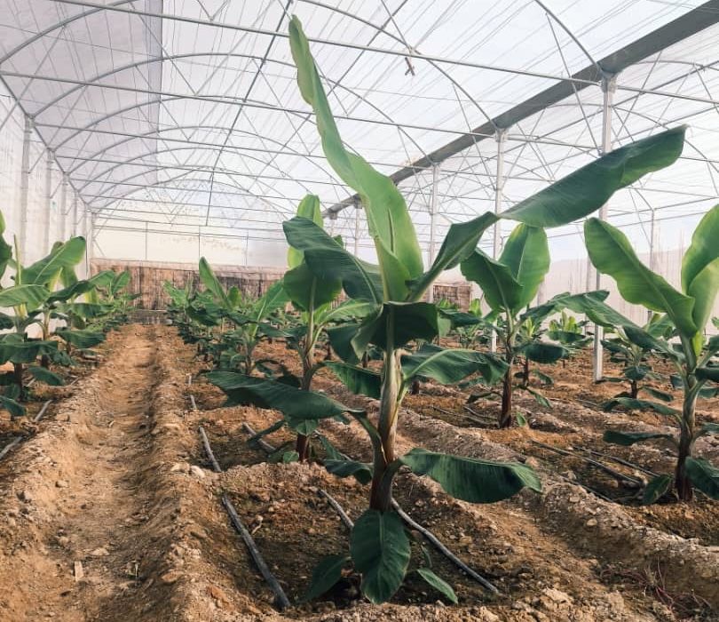 بستک به جمع تولیدکنندگان موز کشور خواهد پیوست