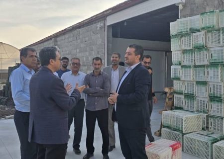 ابراهیمی از حمایت قضایی برای رفع موانع تولید در گلخانه‌های دهنگ خبر داد